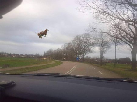 ŞOK OLAY!!! Niderlandda uçan inək göründü - İlk dəfə/ FOTOFAKT